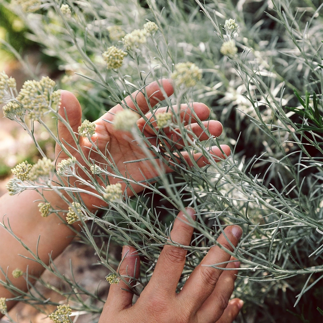 IMMORTELLE HYDROLAT BIO