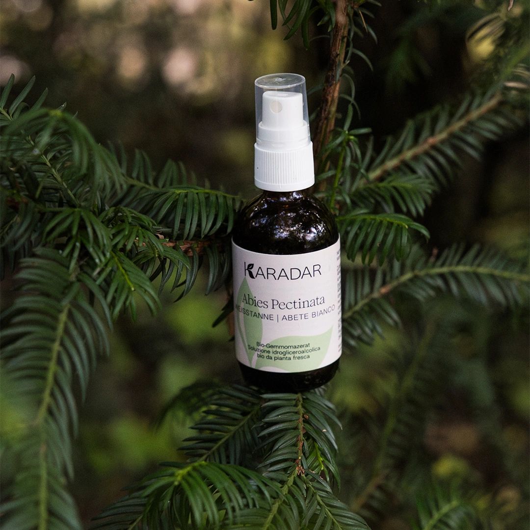 GEMMOMAZERAT WEISSTANNE - ABIES PECTINATA BIO