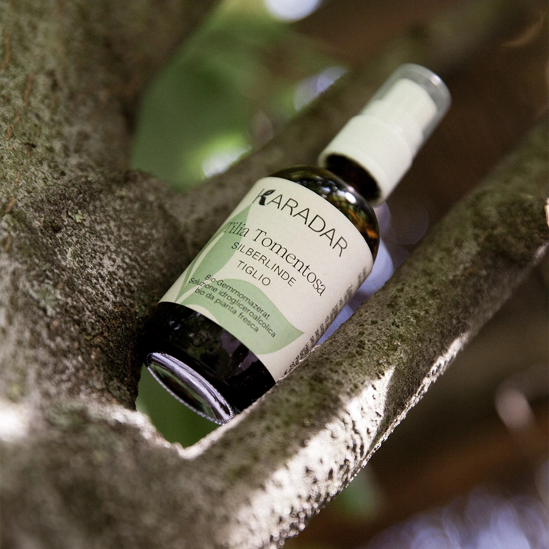 GEMMOMAZERAT SILBERLINDE - TILIA TOMENTOSA BIO