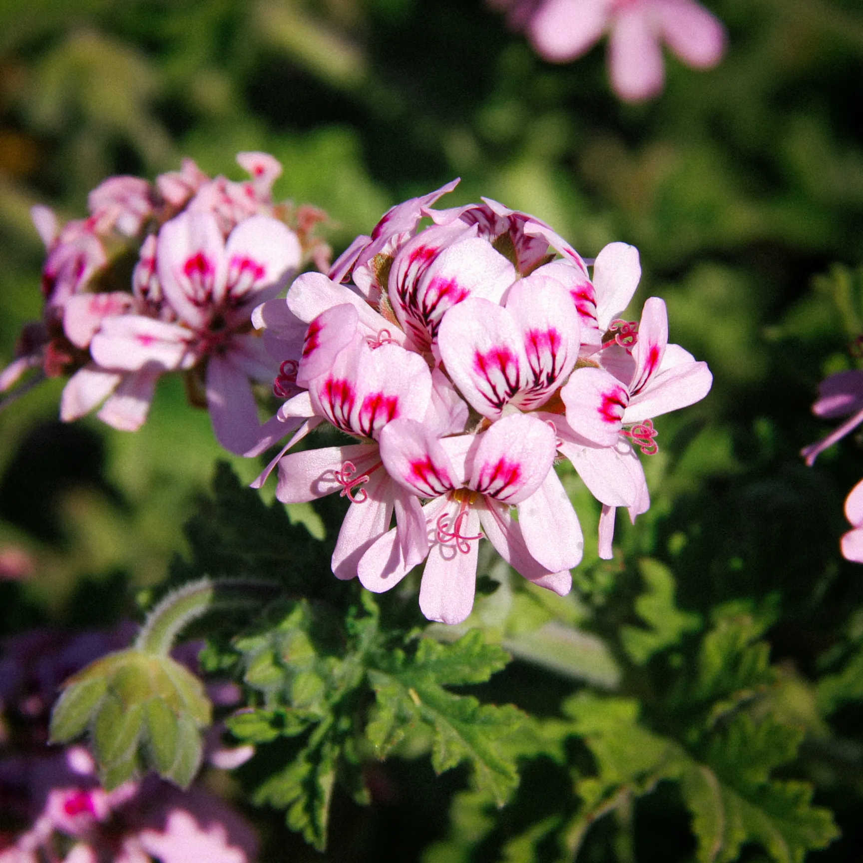 AROMACETUM ROSE & GERANIE BIO