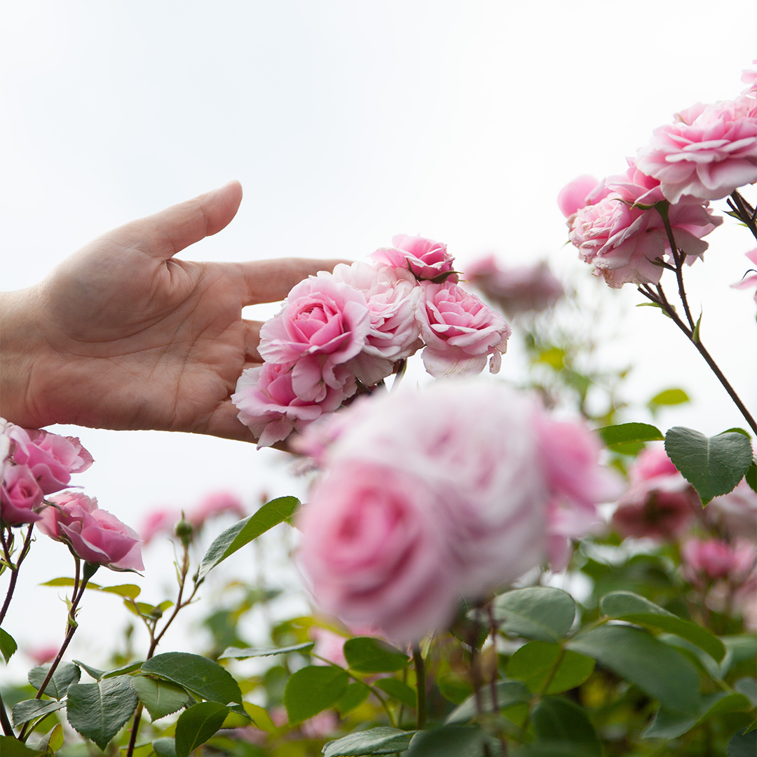 ROSA DAMASCENA HYDROLAT BIO