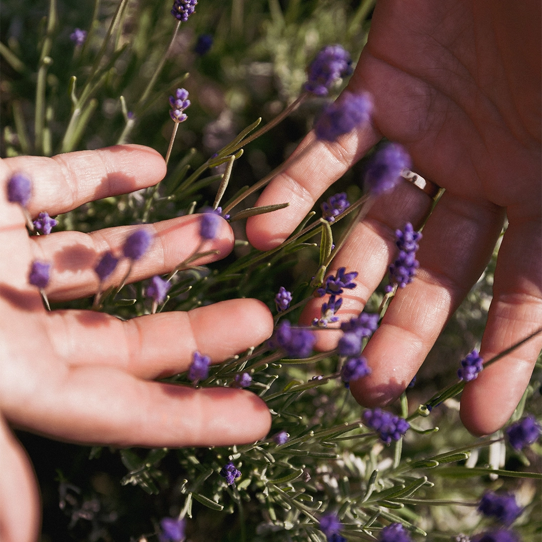 AROMACETUM DREI LAVENDEL BIO