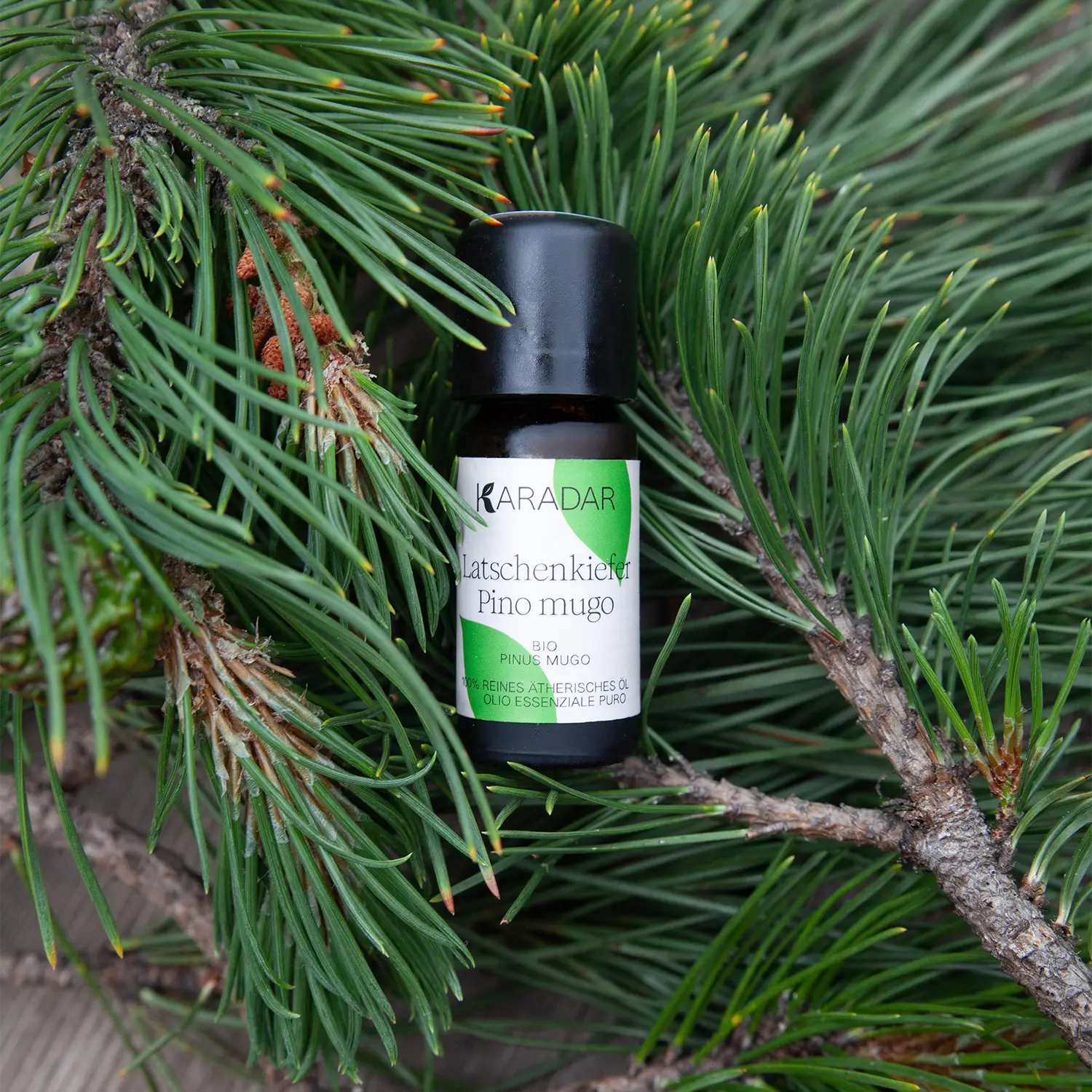 ÄTHERISCHES ÖL LATSCHENKIEFER BIO