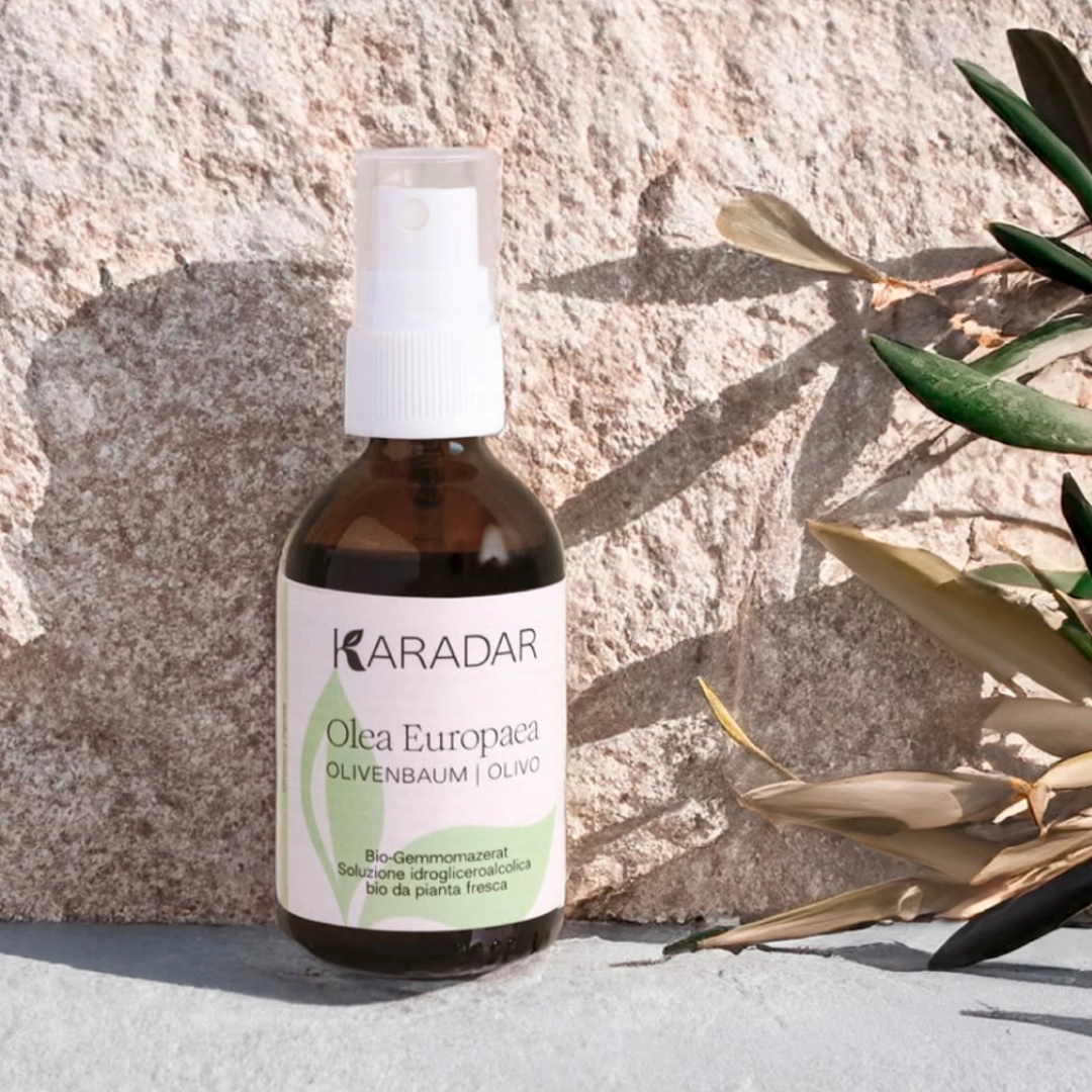 GEMMOMAZERAT OLIVENBAUM - OLEA EUROPEA BIO